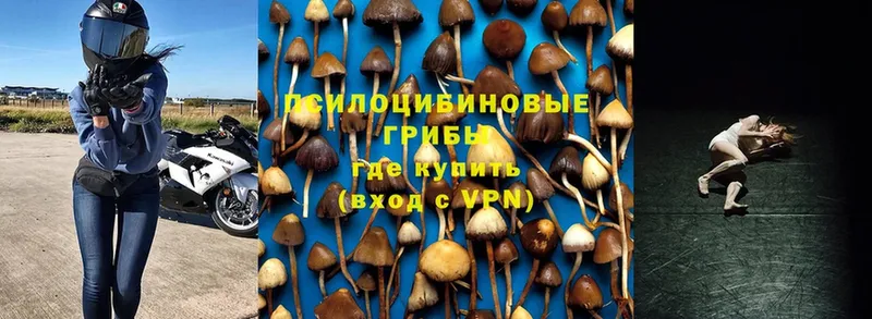 наркотики  Барнаул  Псилоцибиновые грибы Psilocybine cubensis 